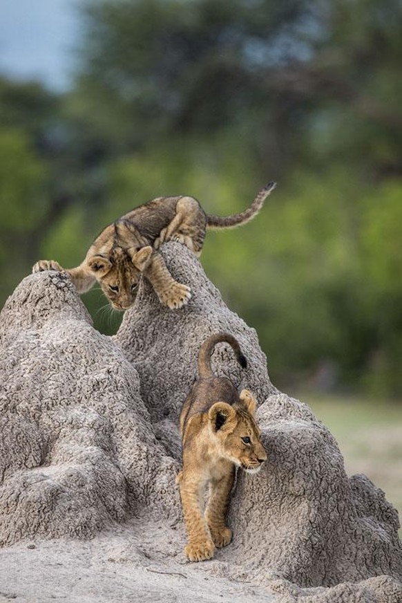 The Comedy Wildlife Photography Awards 2020
Olin Rogers
BEND
United States
Phone:
Email:
Title: I've got you this time!
Description: An African lion cub stalks his brother from atop a termite m ...
