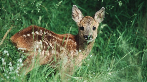 Bildnummer: 56016317 Datum: 10.06.2006 Copyright: imago/blickwinkel
europäisches reh (capreolus capreolus), jungtier in der wiese, schweiz, riederalp rö deer (capreolus capreolus), fawn in a meadow, s ...