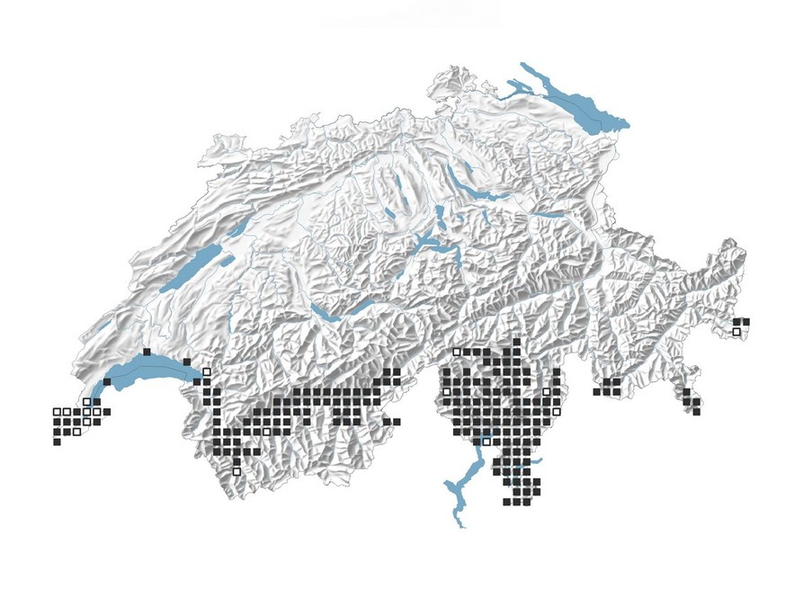 Distribution of the green lizard in 2023