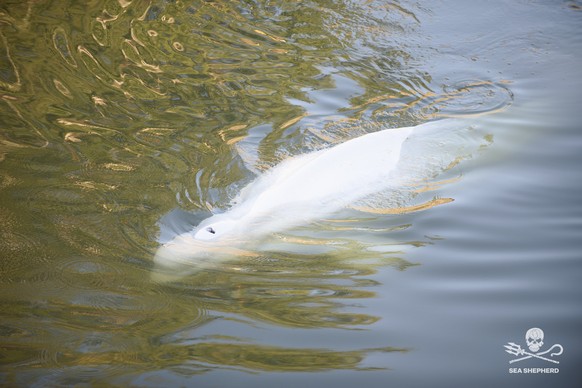 In this image, taken by environmental group Sea Shepherd, shows a Beluga whale in the Seine river in Notre Dame de la Garenne, west of Paris, Monday, Aug. 8, 2022. French environmentalists said Monday ...
