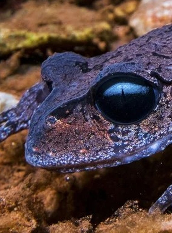 Leptobrachium boringii, gemeinhin bekannt als Emei-Schnurrbartkröte oder Taosze-Stachelkröte

https://www.reddit.com/r/NatureIsFuckingLit/comments/m8rrgn/the_mysterious_emei_moustache_toad/