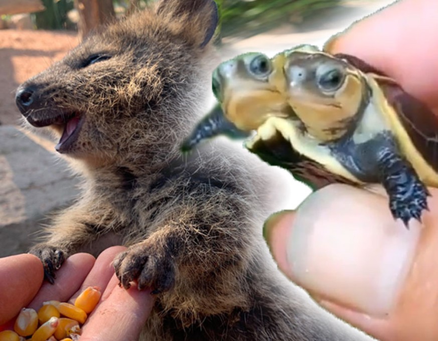 Schluss mit Bad News! Hier gibt's nur Wohlfühl-GIFs (und 1 Mutanten-Schildkröte)