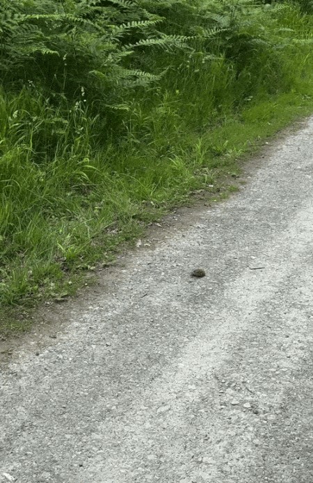 Animiertes GIF