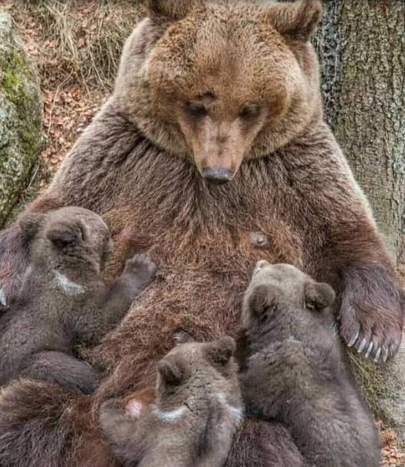 Cute News: Tierische Eltern und ihr Nachwuchs.