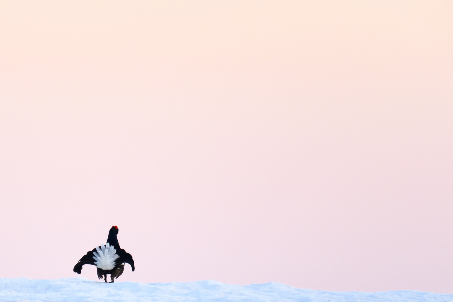 A black grouse parades during the spring courtship period in the Ormont Valley, Switzerland, Friday, May 18, 2018. (KEYSTONE/Anthony Anex)