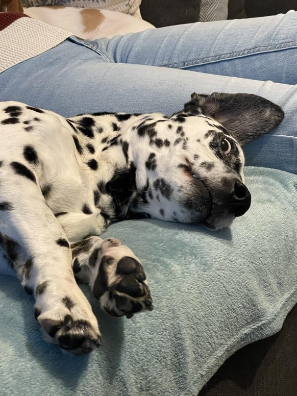 cute news animal dog https://www.reddit.com/r/AnimalsBeingSleepy/comments/1akiup6/definition_of_sleeping_with_one_eye_open/