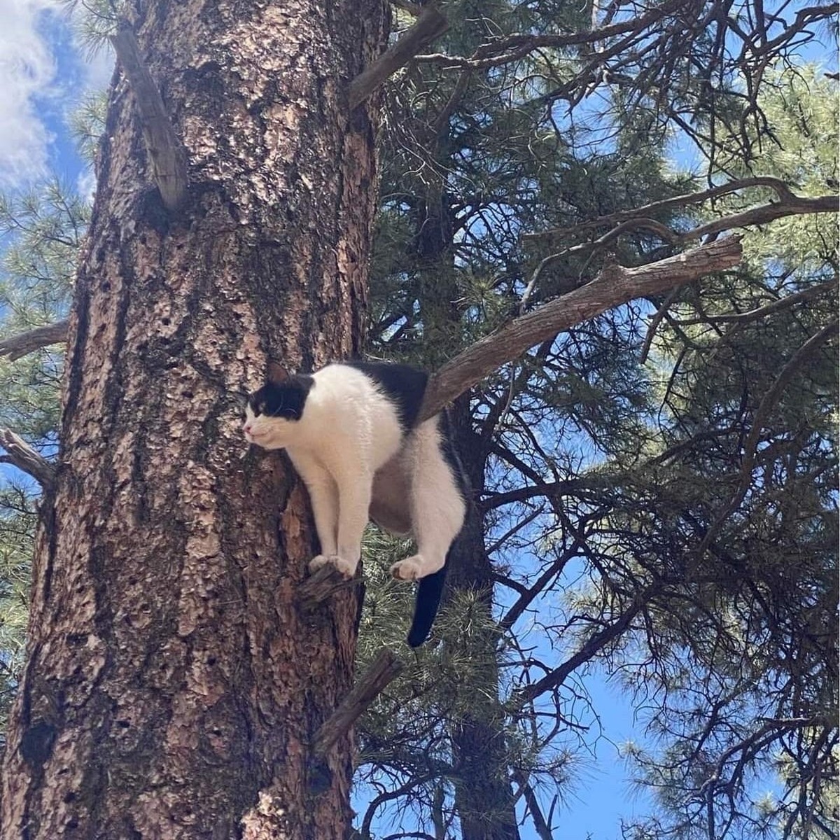 Die lustigsten Fails der Woche: Katze auf Baum