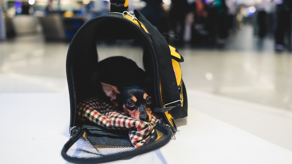 Dog in the airport hall before the flight, near luggage suitcase baggage, concept of travelling moving with pets, small black dog sitting in the pet carrier before trip at the terminal station xkwx ad ...