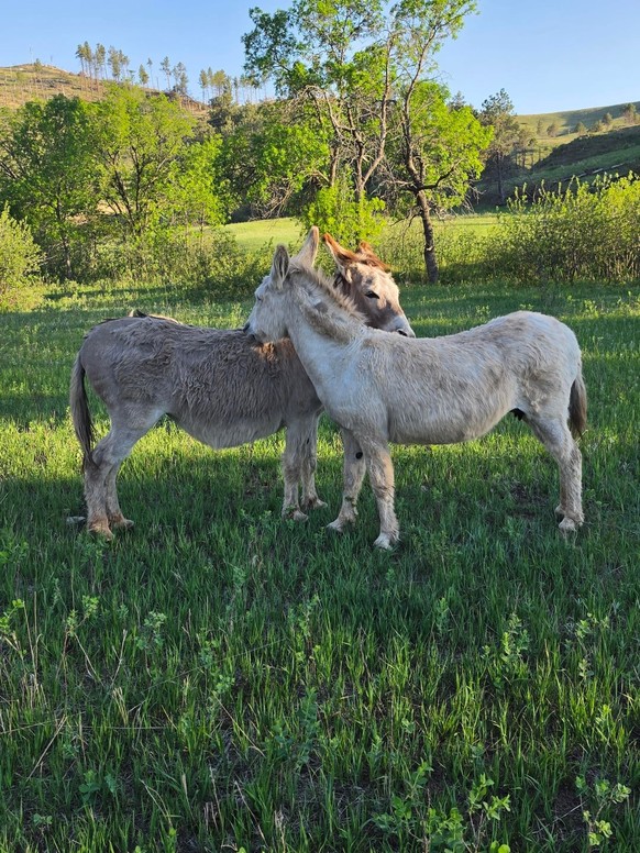cute news tier esel

https://www.reddit.com/r/Donkeys/comments/1v1ouqj/do_burros_count/
