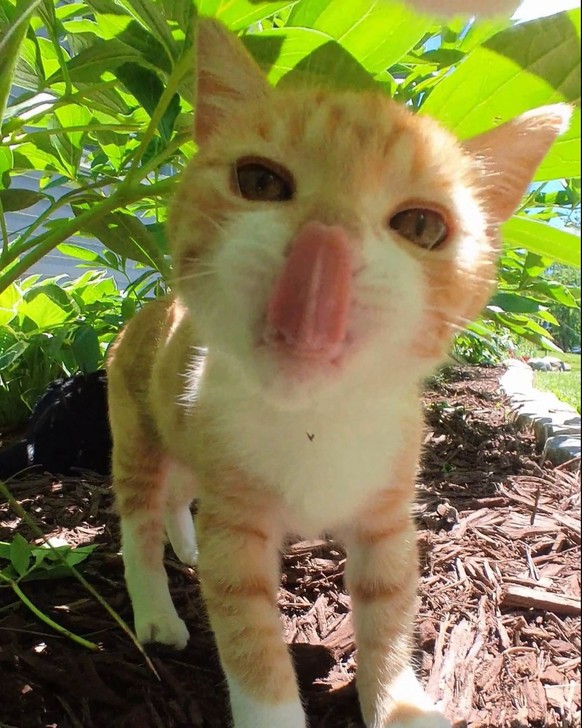cute news tier katze

https://www.instagram.com/p/C87YkR3xABx/?img_index=1