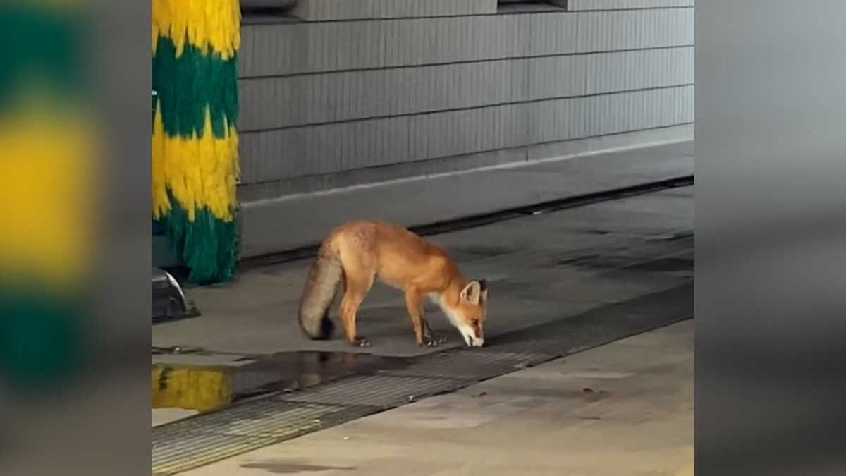 In der Waschanlanage Gafner in Thun wurde ein Fuchs gesichtet.Das Video wurde am Donnerstagmorgen mit der Caption «...o dr Fuchs isch gärn suber» auf Facebook gepostet.