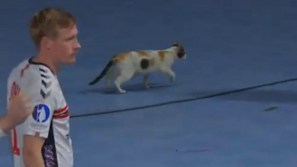 Kein Glücksbringer für die Schweiz: In der Startphase verirrte sich eine Katze aufs Spielfeld.