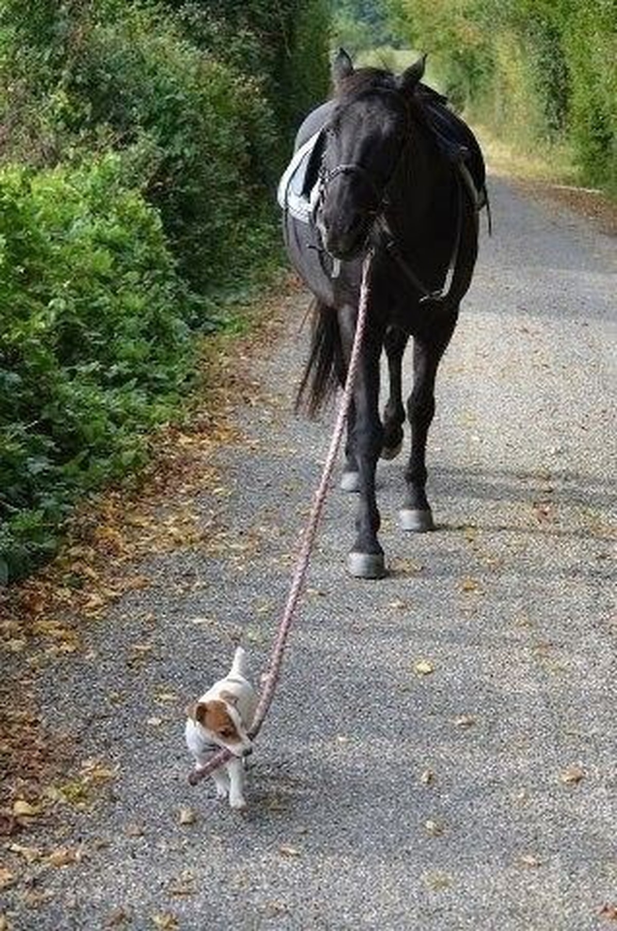 cute news tier pferd

https://ch.pinterest.com/pin/1121888957199769881/
