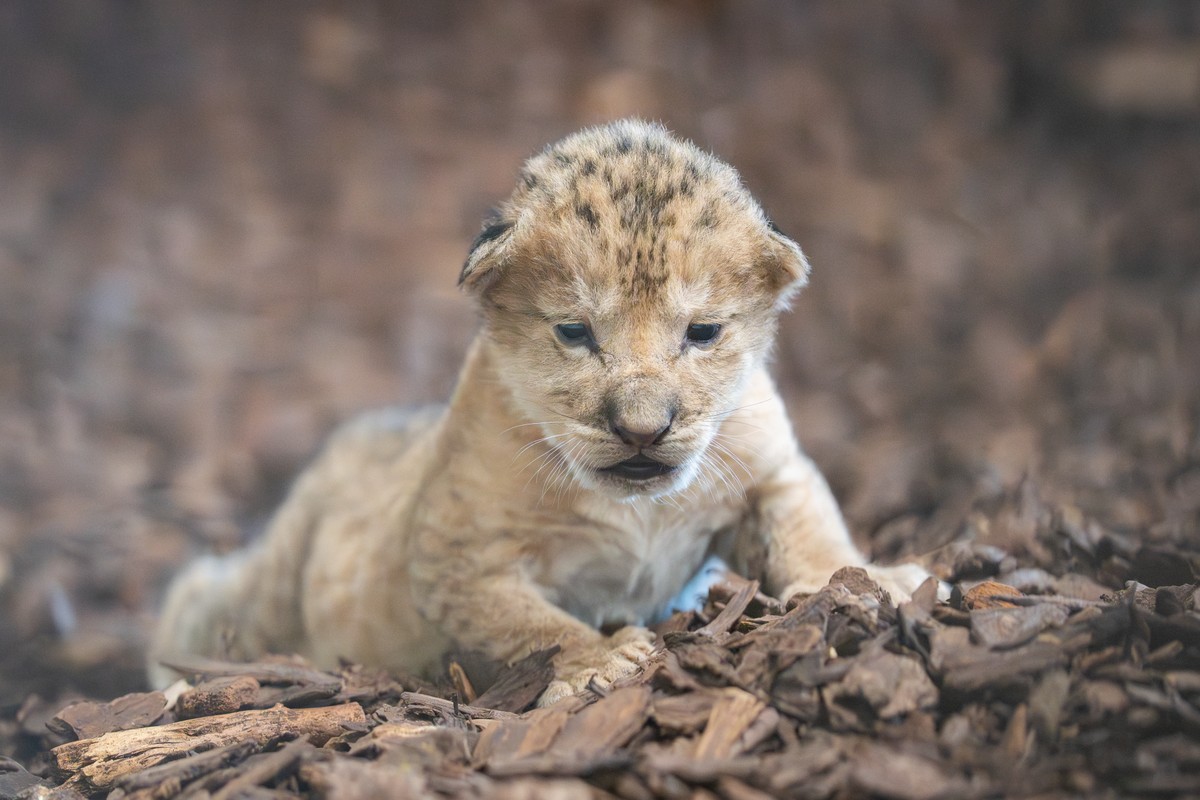 Löwenbaby Walter zoo