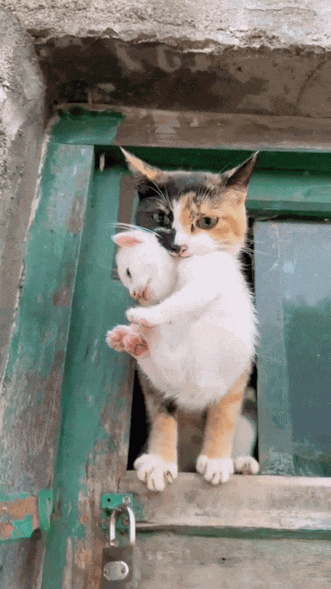 Animiertes GIF