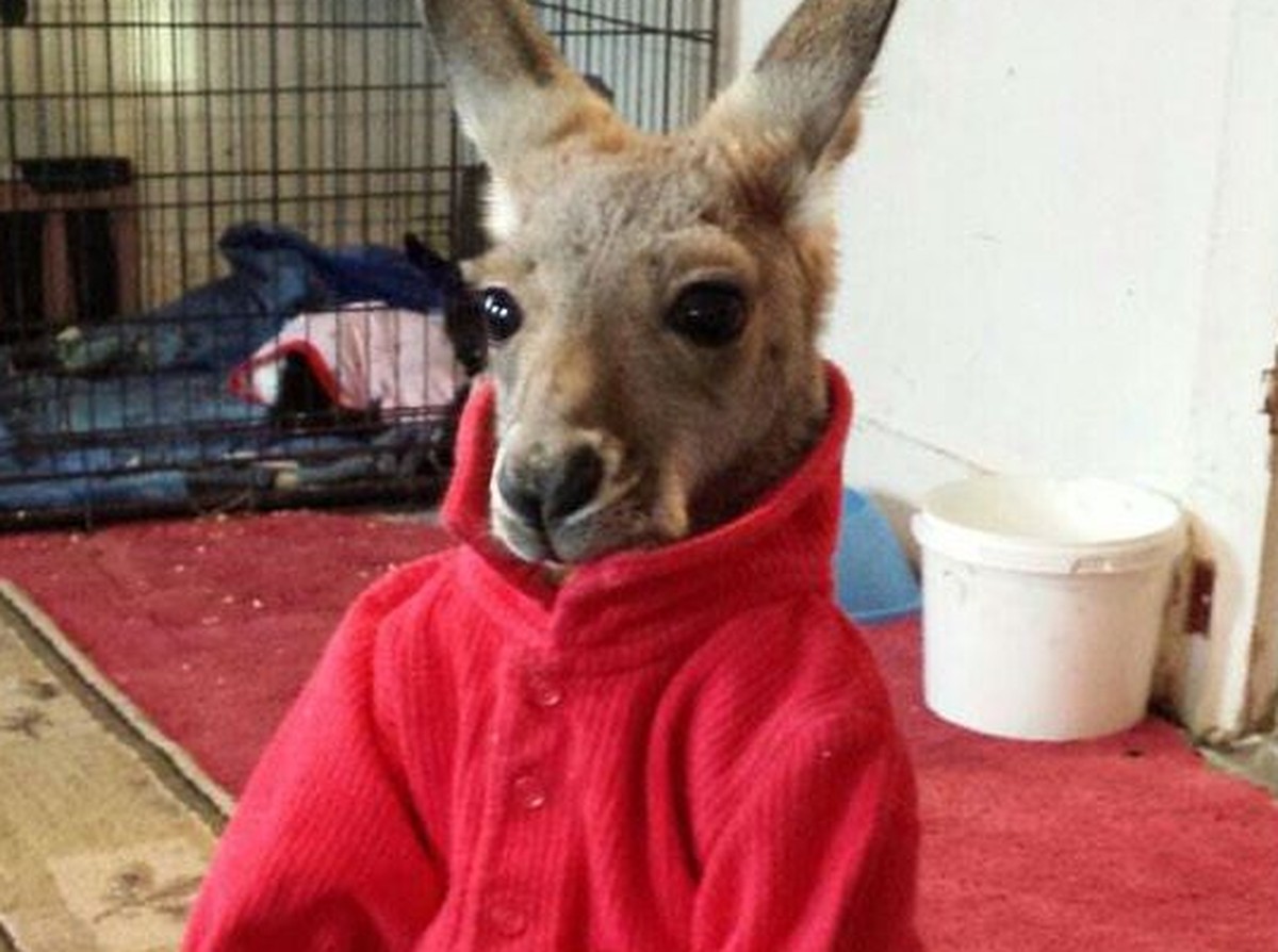 Er sieht ganz unschuldig aus, aber unter seiner roten Strickjacke lauert ein jederzeit zum Gewaltexzess bereites, wildes Tier.