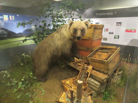 Bruno der Bär (JJ1)