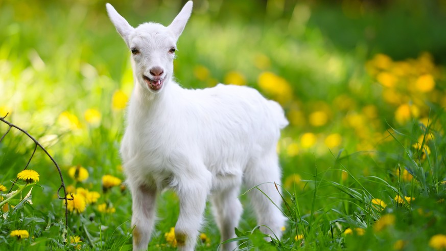 Die imposante Welt der Ziegen: Mehr als nur salida im Berg — Warum Goat so bleibt, was sie ist
