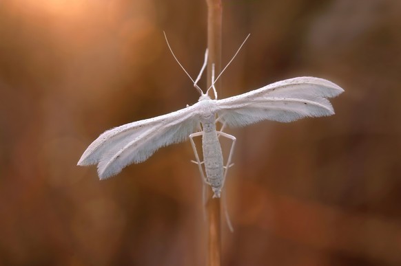 Pterophorus pentadactyla, beautiful insect with whitte feather wings
