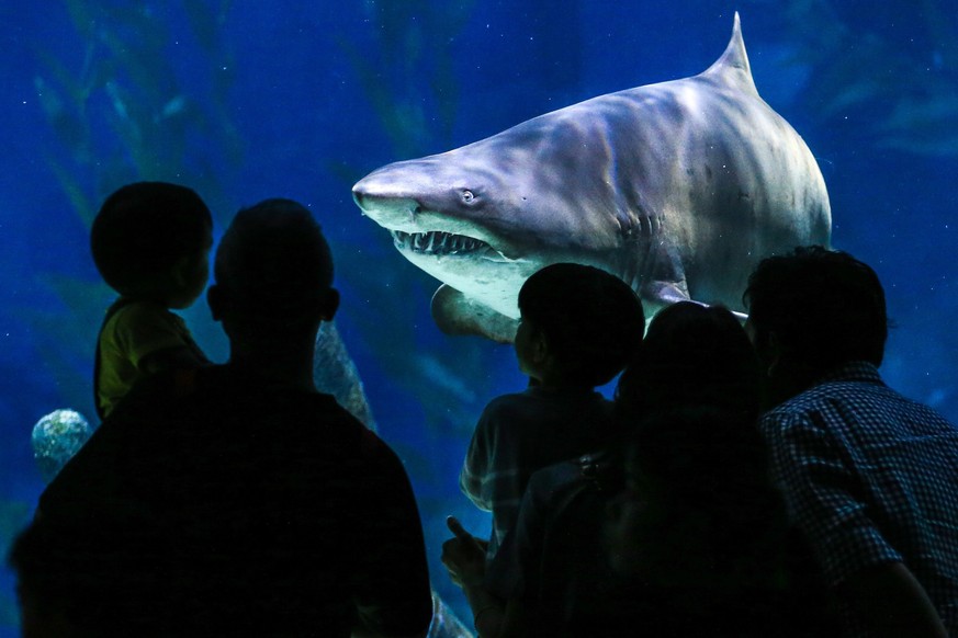 epa05639540 Chinese tourists look at a shark swimming towards them inside a large tank at the Siam Ocean World aquarium in Bangkok, Thailand, 20 November 2016. The Aquarium, located inside one of Bang ...