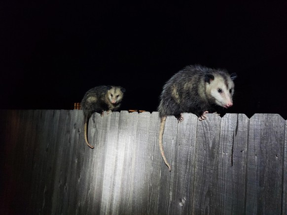 cute news tier possum

https://www.reddit.com/r/Opossums/comments/1jux0jg/late_night_visitors/