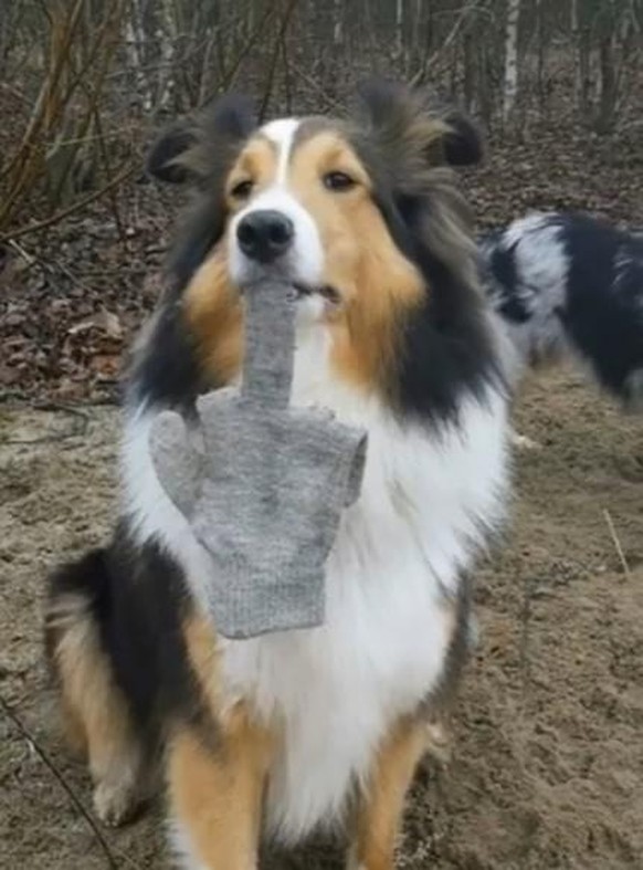 25 Hunde, die grösser als ihre Besitzerinnen und Besitzer sind 😳\nHabe es meinem Nachbarshund erzählt, hier seine Reaktion. 🙃