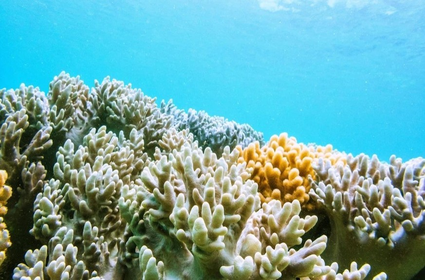 Forschende haben einen großen Fortschritt bei der Rettung des Great Barrier Reef in Australien gemacht.