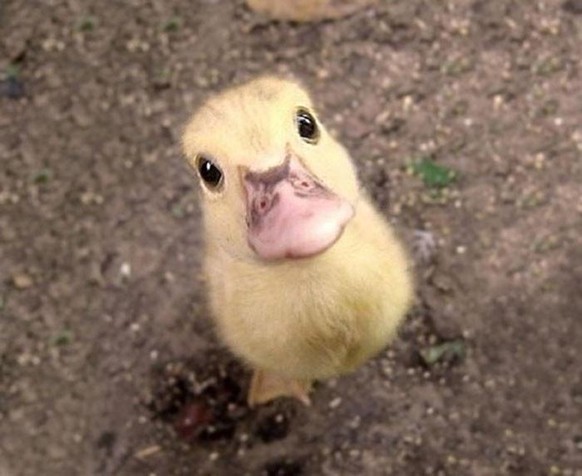 cute news animal tier ente duck

https://imgur.com/t/animals/HlOkhsC