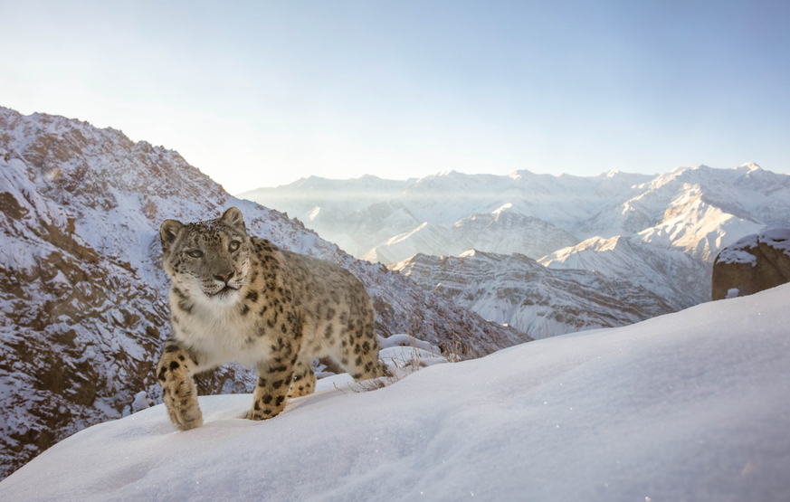 Naturbilder des Jahres, Tierbilder, World Nature Photography Awards