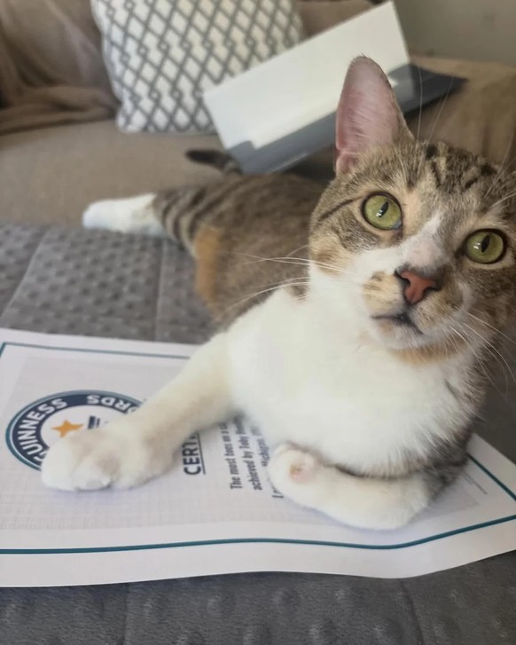Toby Katze Weltrekord

https://www.guinnessworldrecords.com/news/2026/6/nine-lives-10-extra-toes-paw-some-michigan-kitty-ties-record-for-the-most-toes-on-a-cat