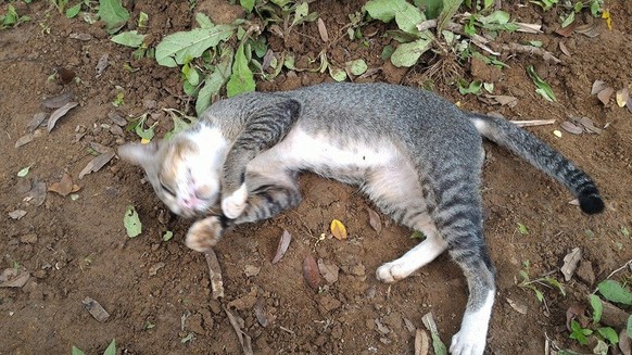 Tauernde KAtze Indonesien