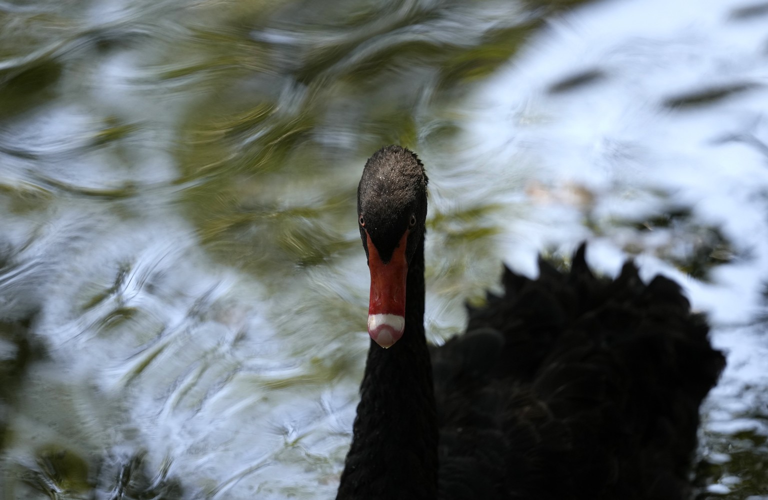 A black swan swims in a pool in Belgrade zoo, Serbia, Saturday, July 23, 2022. Hot weather has set in with temperatures rising up to 39 Celsius (102,2 Fahrenheit) in Serbia. (AP Photo/Darko Vojinovic)