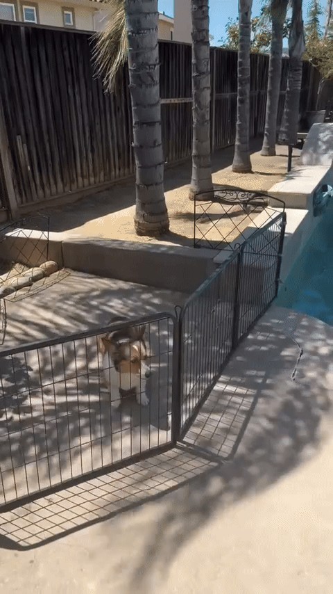 Animiertes GIF