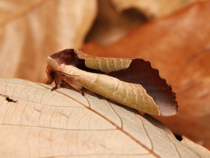 dead-leaf mimicry of the Uropyia meticulodina

https://www.reddit.com/r/interestingasfuck/comments/6lfsiu/the_incredible_deadleaf_mimicry_of_the_uropyia/