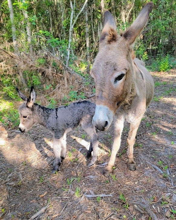 cute news animal tier esel

https://imgur.com/t/donkey/nMBQySC