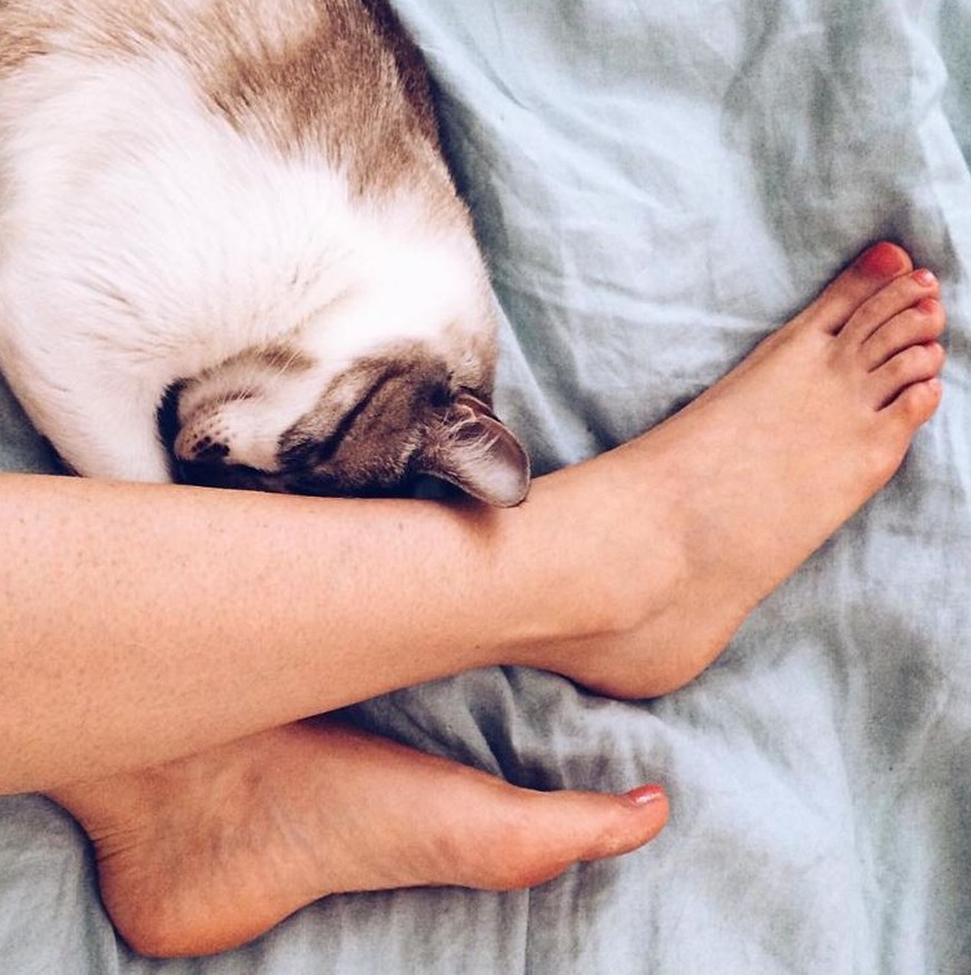 11 Aufgaben, die niemand so genial erledigen kann wie (d)eine Katze