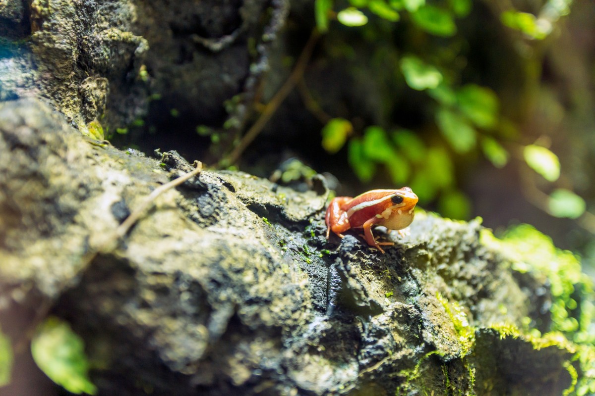 Phantasmal poison frog, prostherapis tricolor amphibia, Phantasmal poison frog, prostherapis tricolor amphibian photography