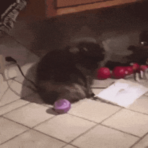 Animiertes GIF