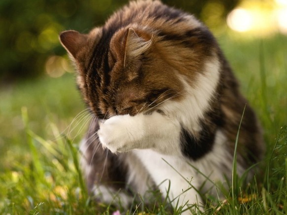 Katze schämt sich.

http://www.zastavki.com/eng/Animals/Cats/wallpaper-46857.htm