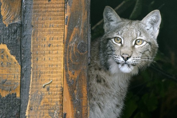 Da schau her! Ein Luchs im Zoo von Servion VD.