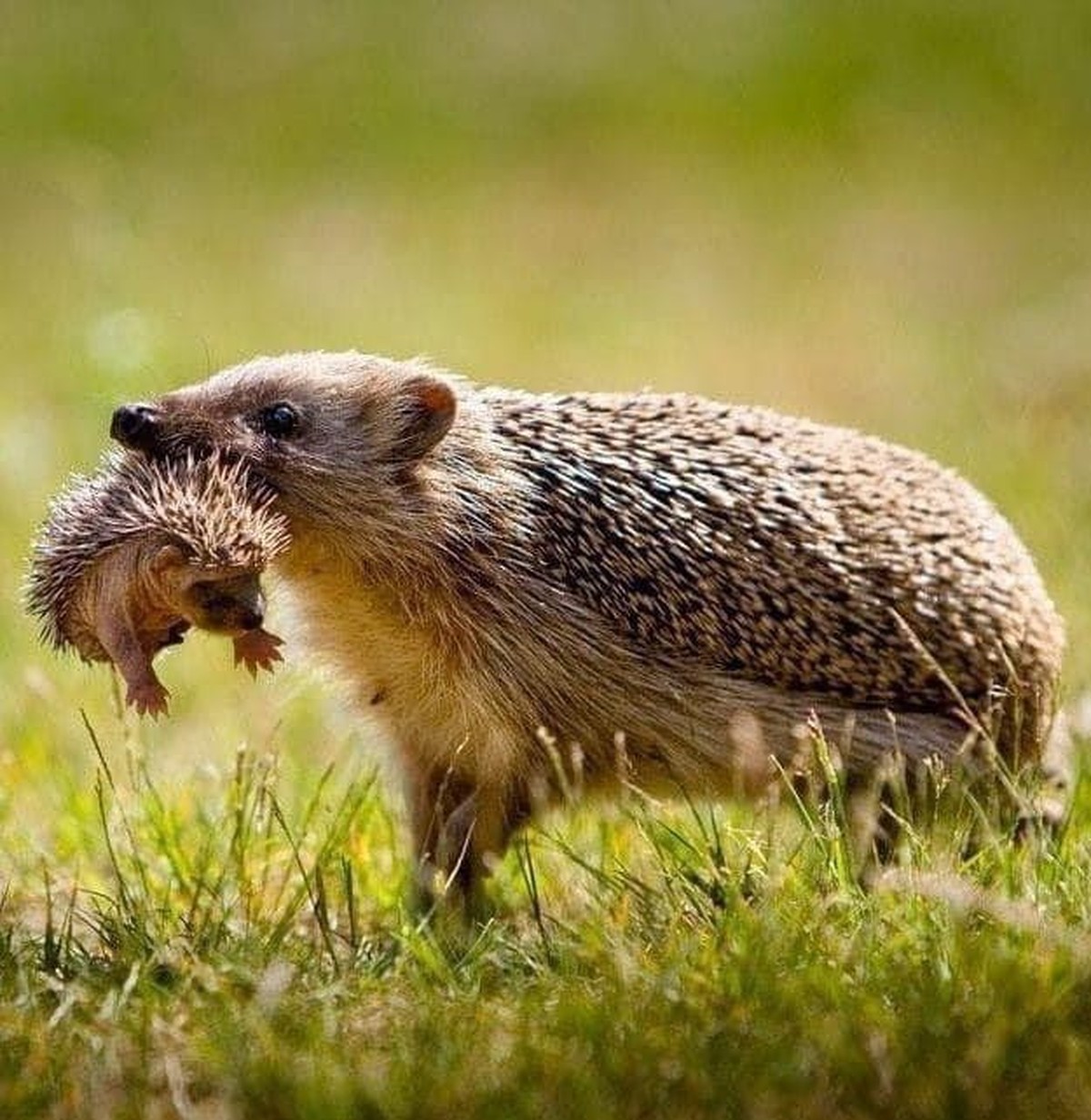 cute news tier igel

https://www.reddit.com/r/Awww/comments/16h31wl/mama_hedgehog/