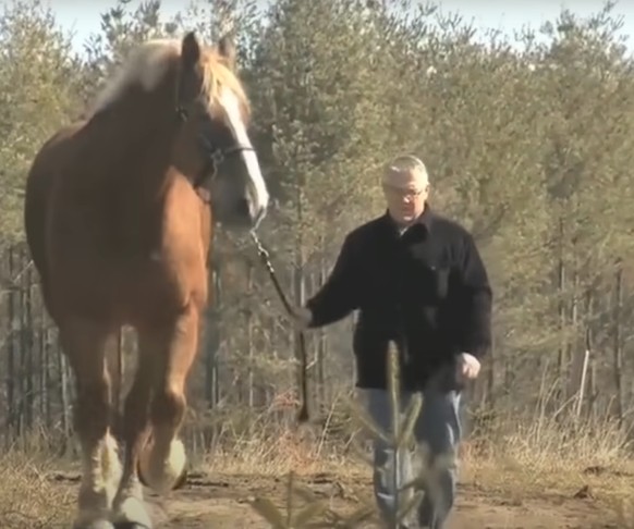 das grösste lebende pferd