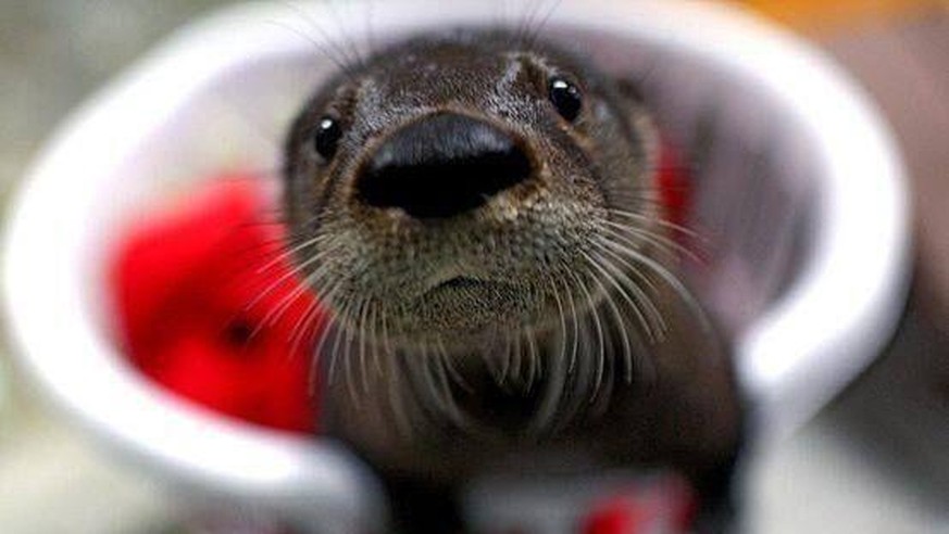 cute news animals tier otter

https://imgur.com/gallery/SigaxRO