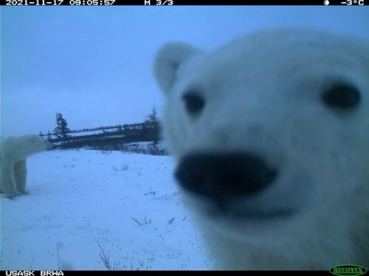 cute news tier polarbär wildtierkamera

https://ch.pinterest.com/pin/68747488849/