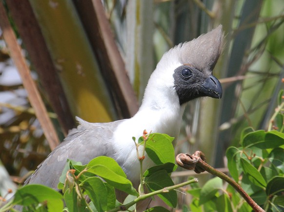 Nacktkehl-Lärmvogel.
https://commons.wikimedia.org/wiki/File:Bare-faced_Go-away-bird_RWD5.jpg