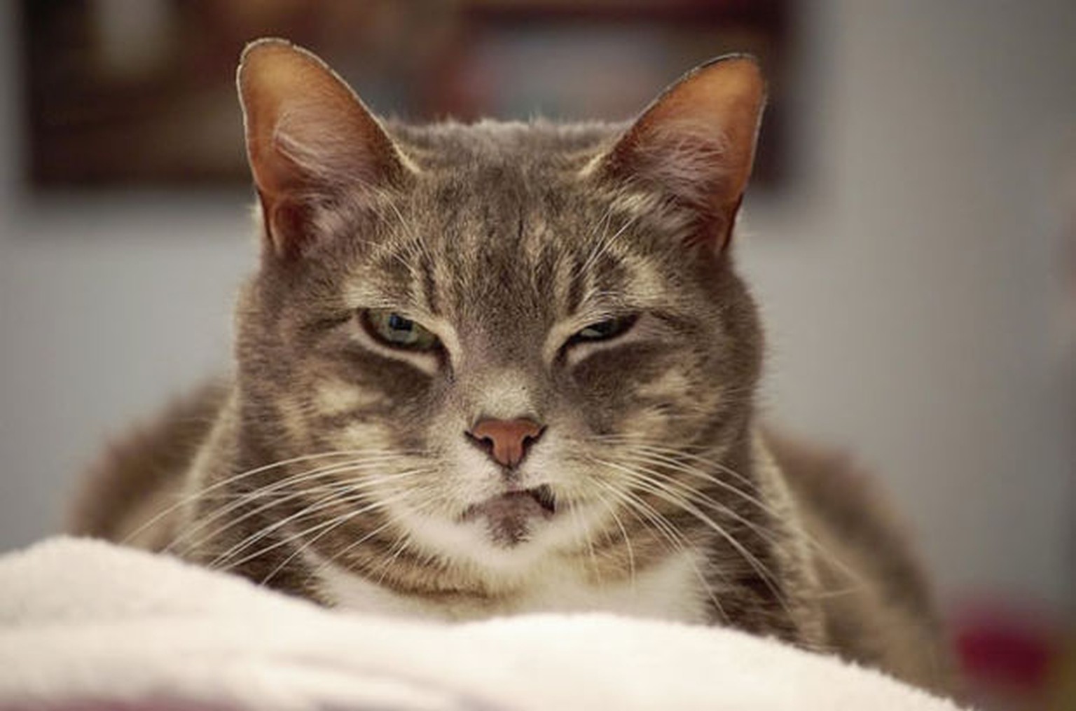 29 Katzen Die Heimlich Deinen Untergang Planen Watson