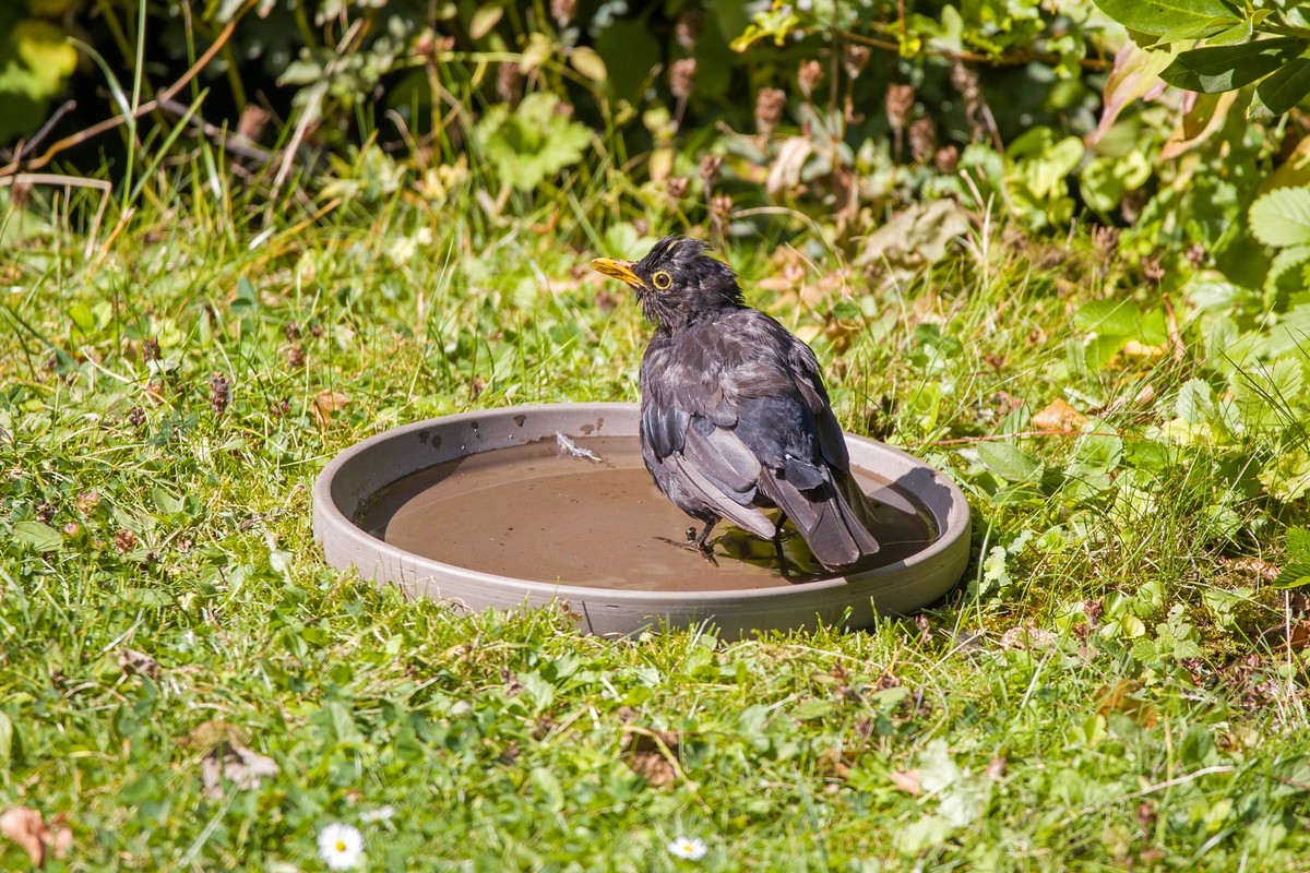 a Turdus merula or Eurasian blackbird maybe infected with the usutu virus