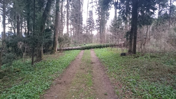 Der Wald sollte wohl beim Joggen gemieden werden...