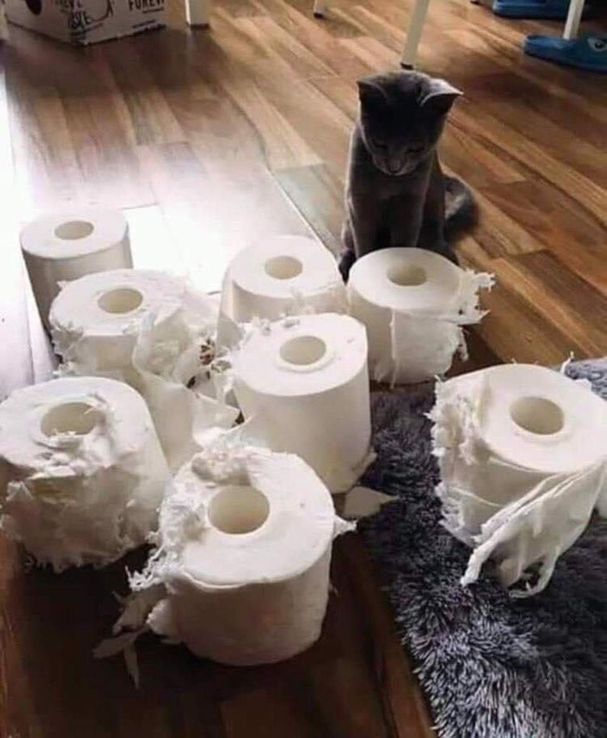 cute news tier katze

https://ch.pinterest.com/pin/1121888957198851793/