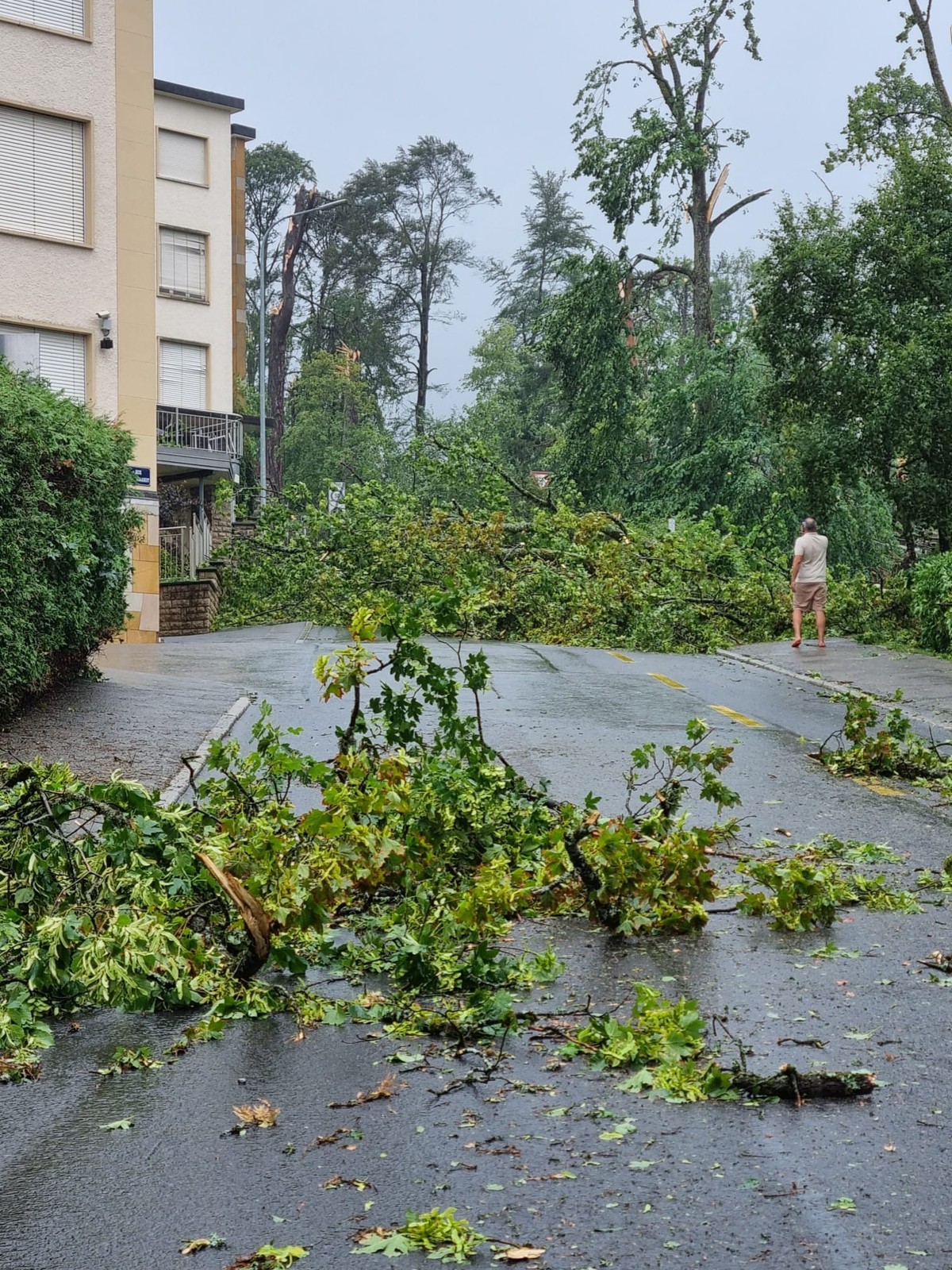 Certaines rues sont bloquées par des arbres.